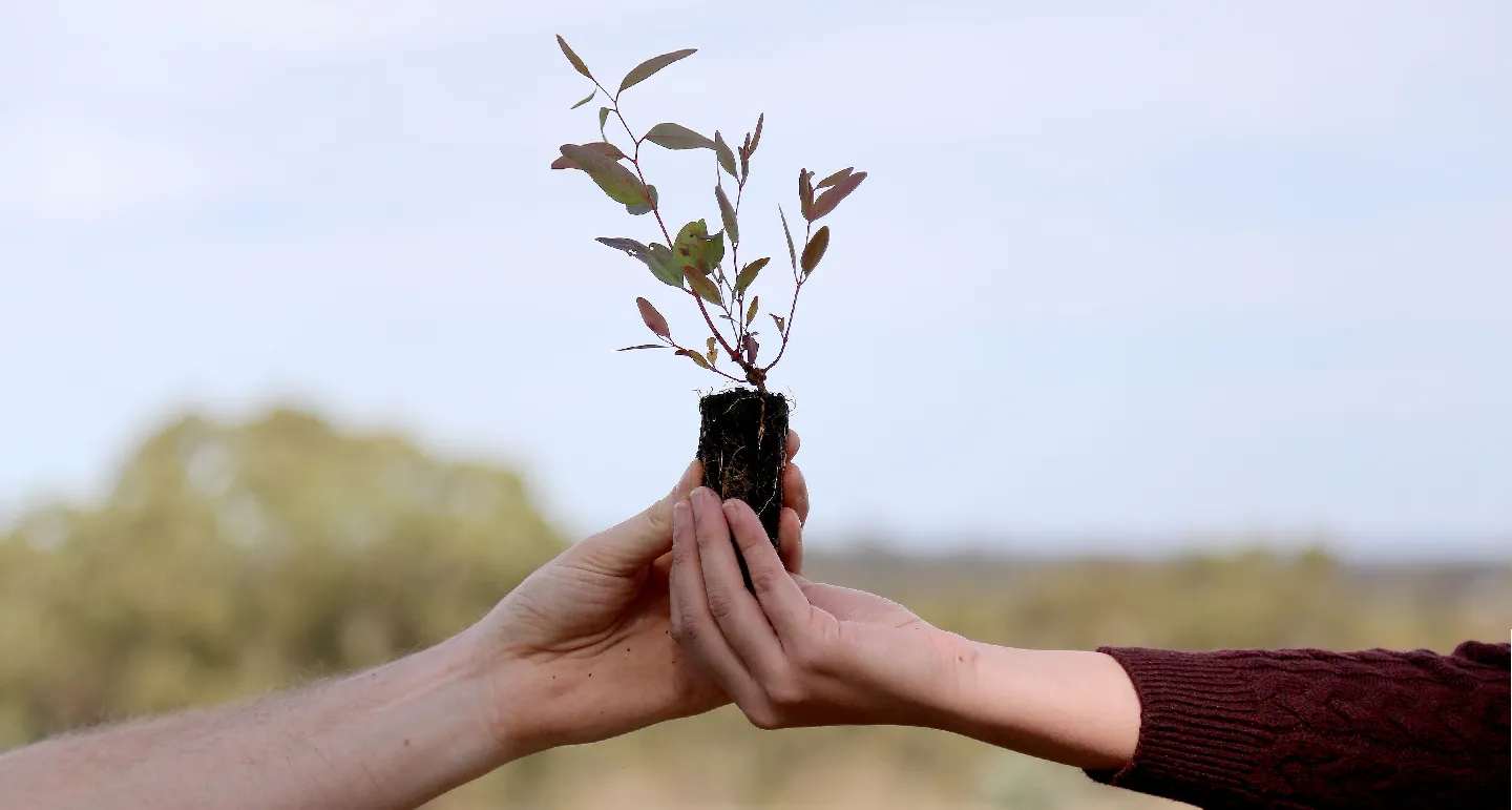 Hands holding a native tree seedling ready for planting